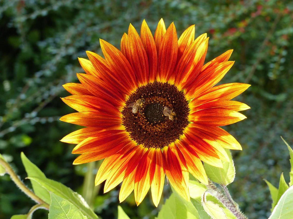 Autumn Beauty Sunflower